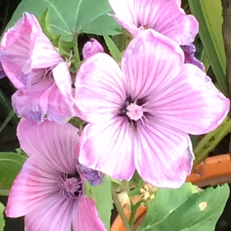 Musk Mallow 'Rosea'