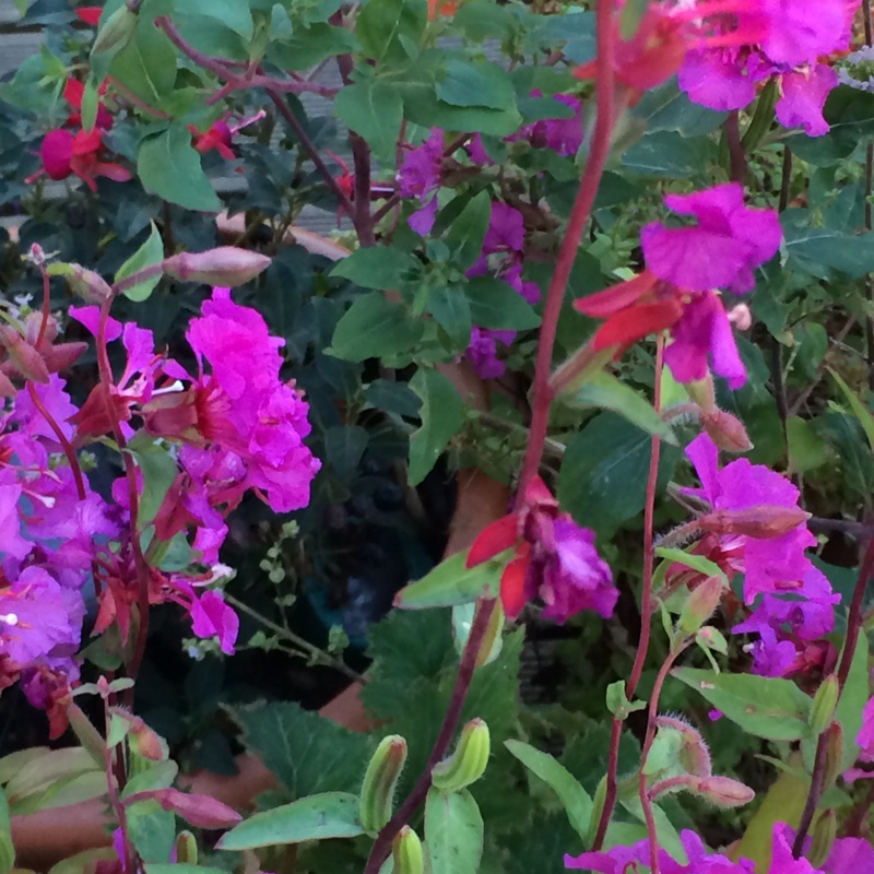 Clarkia