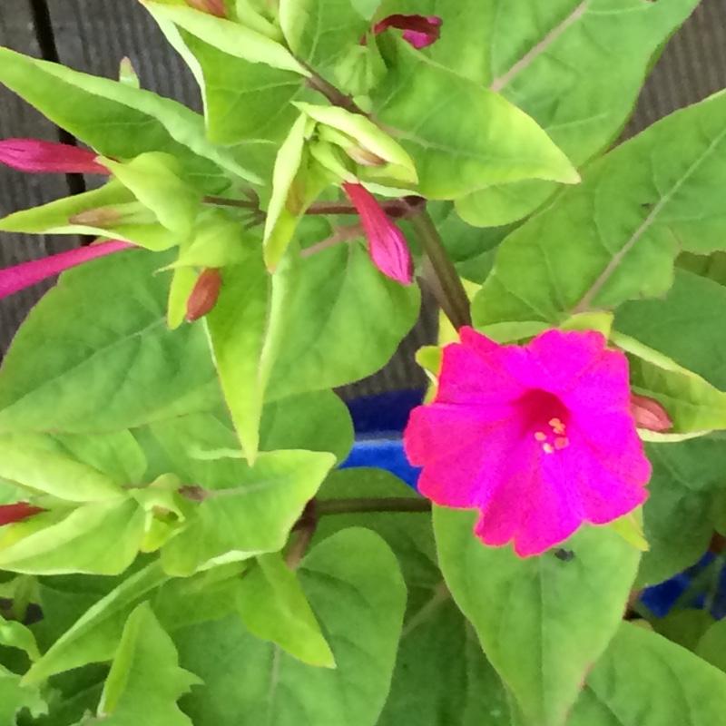 Diane's garden