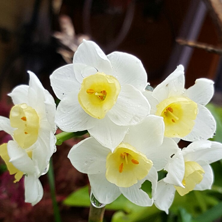 Plant image Narcissus 'Grand Primo Citroniere' syn. Narcissus 'Citrina'