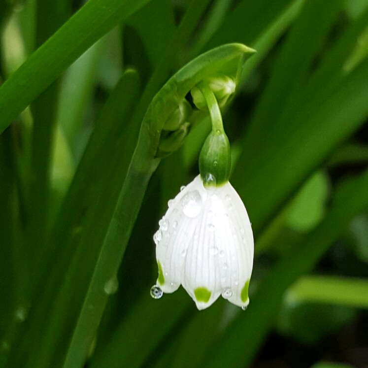 plant image 128351 plant image 128351
