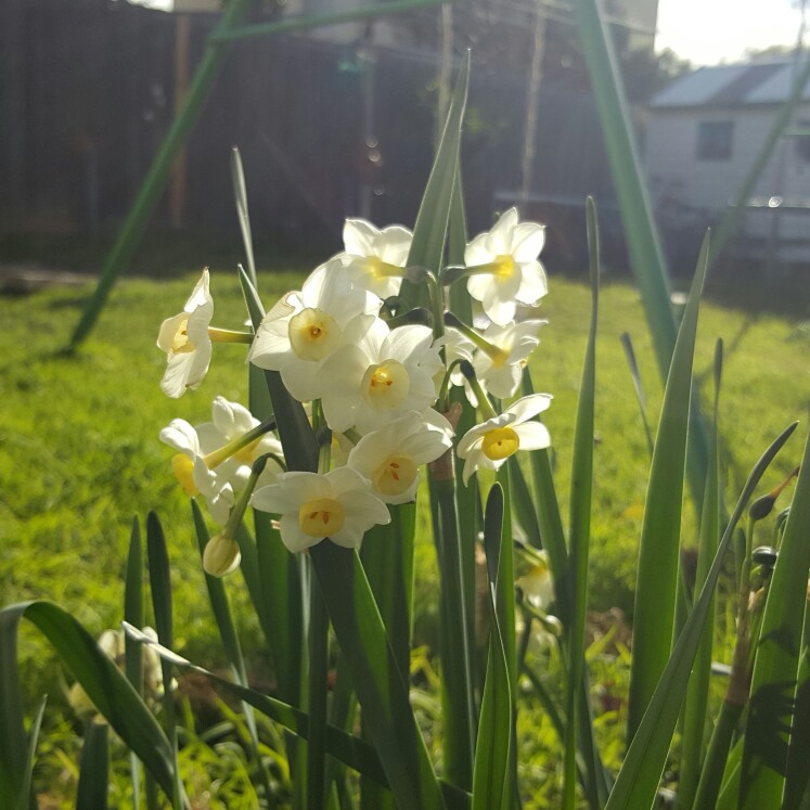Plant image Narcissus 'Grand Primo Citroniere' syn. Narcissus 'Citrina'