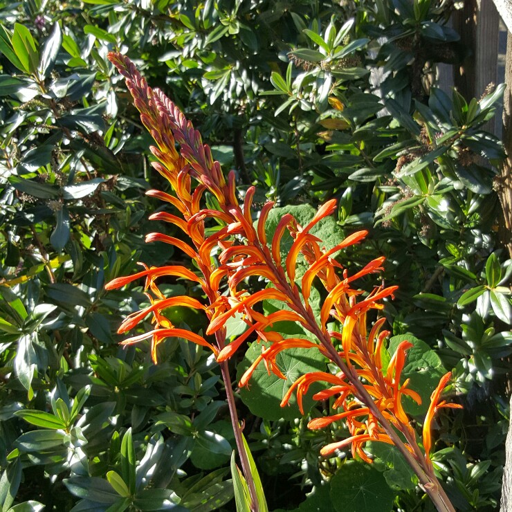 plant image 166901 plant image 166901