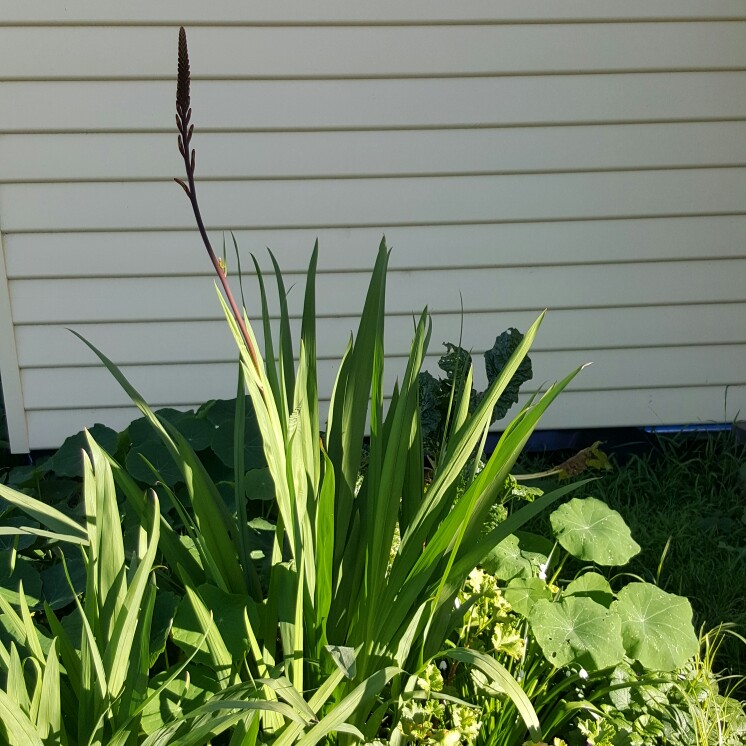 plant image 166902 plant image 166902