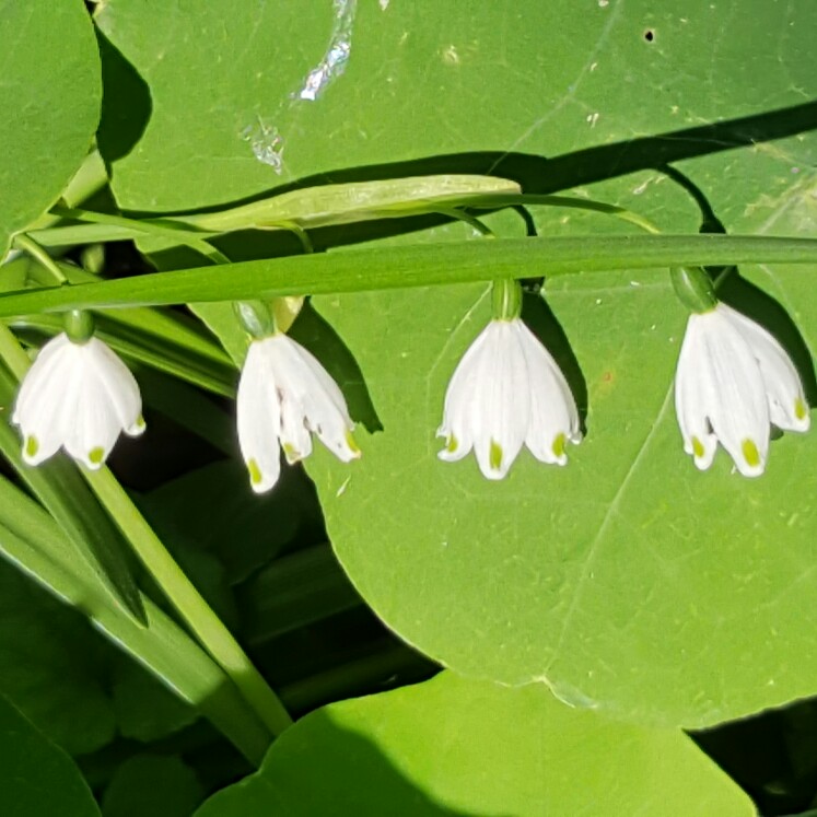 plant image 166908 plant image 166908