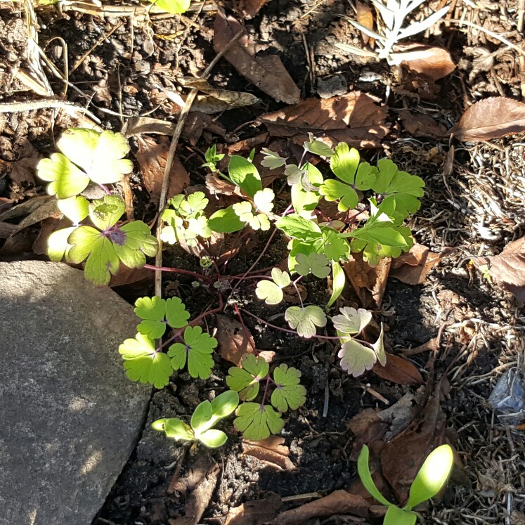 plant image 166911