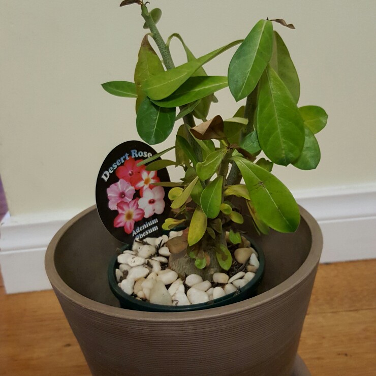 plant image 175275 plant image 175275