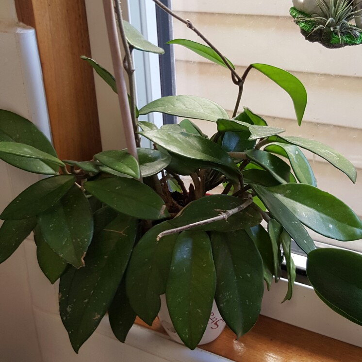 plant image 178066 plant image 178066