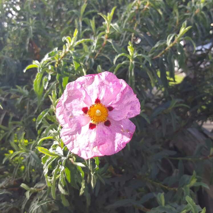 plant image 182121 plant image 182121