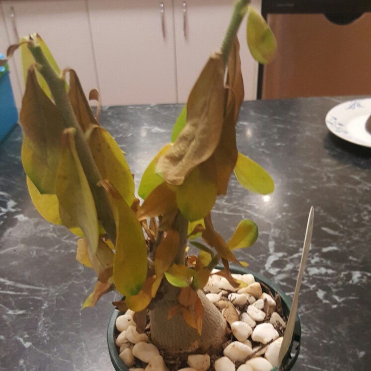 plant image 186097 plant image 186097