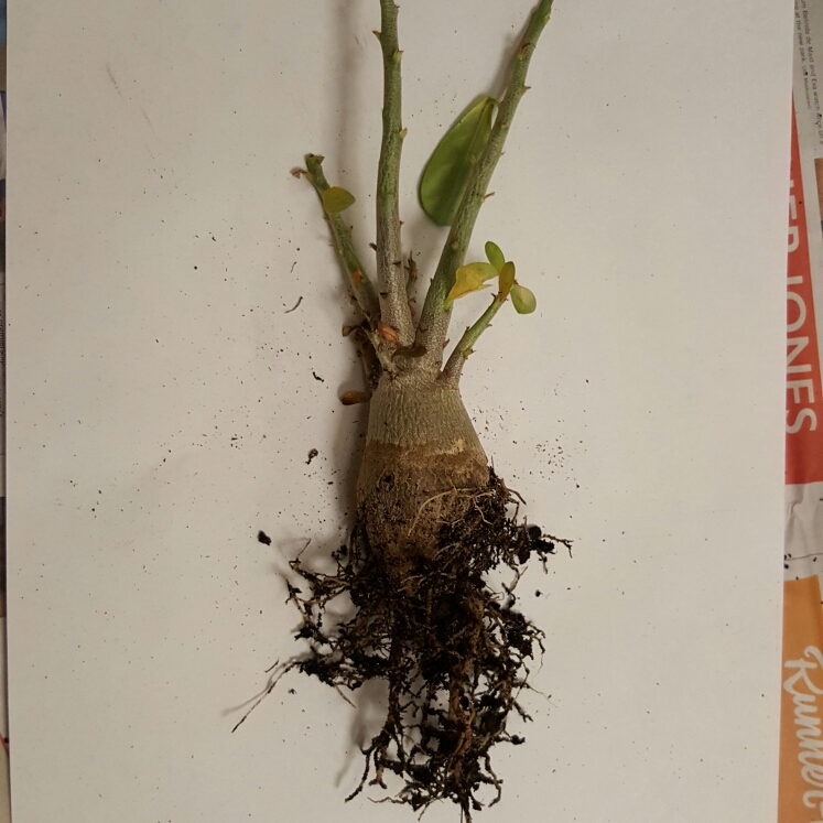 plant image 187284 plant image 187284