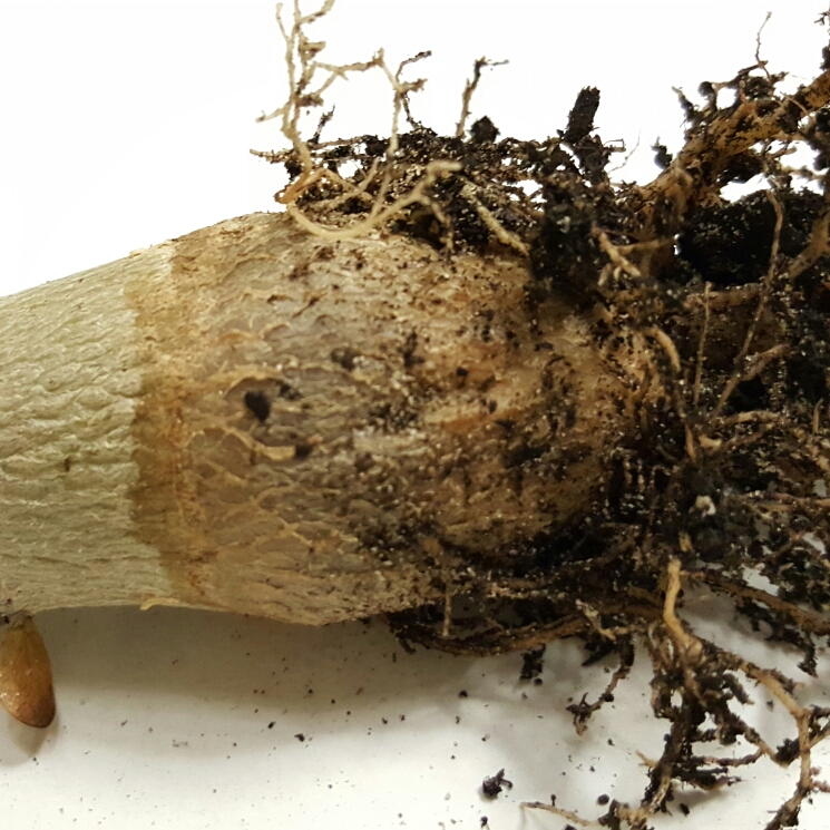 plant image 187288 plant image 187288