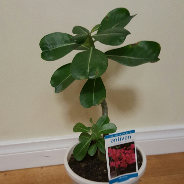 plant image 188480 plant image 188480