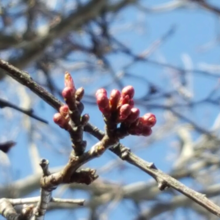 plant image 189951