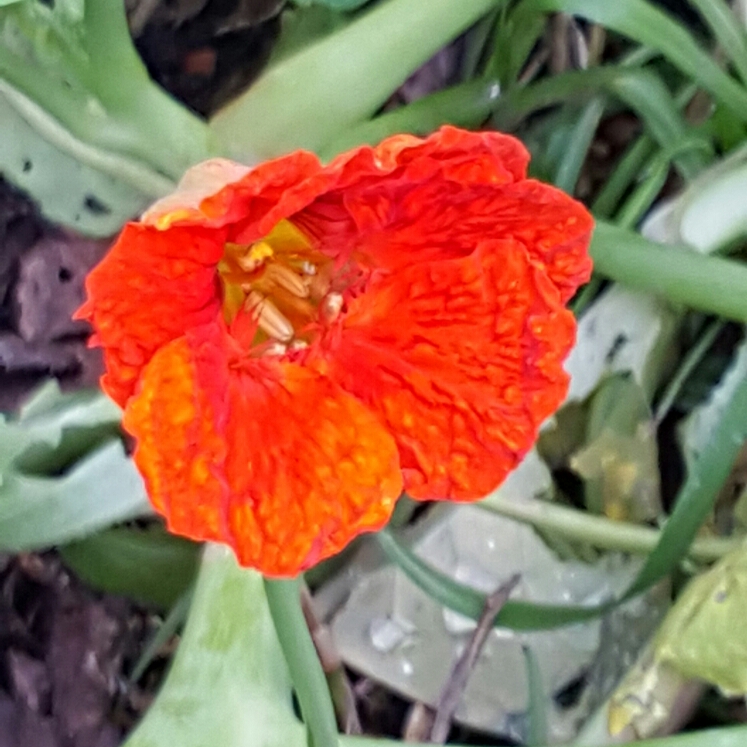 plant image 189954 plant image 189954