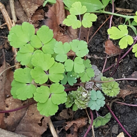 plant image 196993