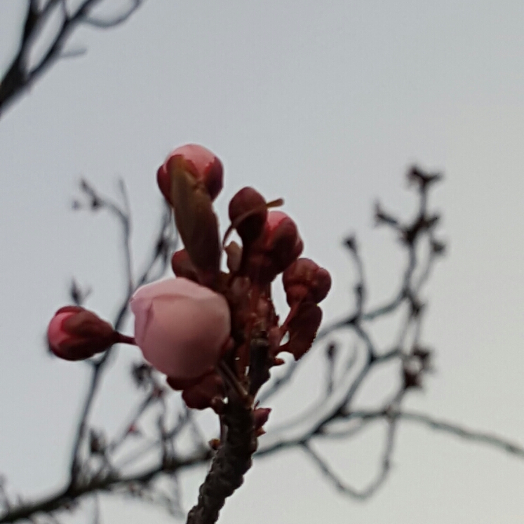 plant image 207698