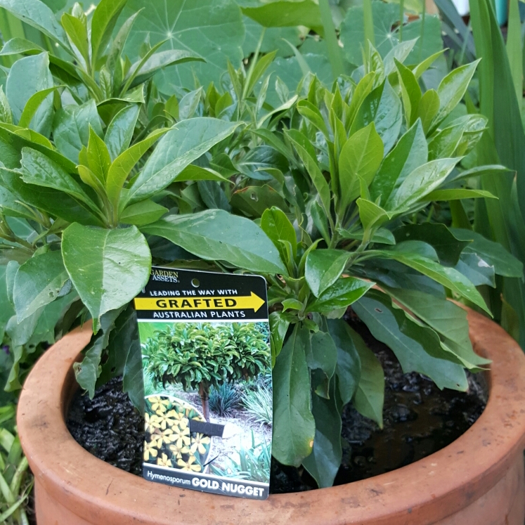 Plant image Hymenosporum flavum