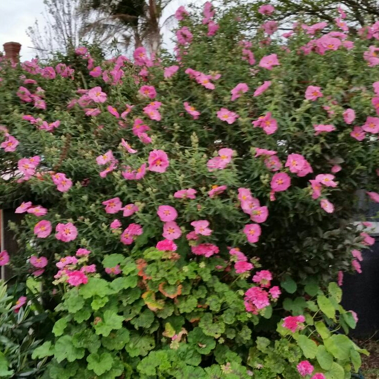 Plant image Cistus x purpureus 'Betty Taudevin'