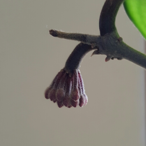 Plant image Hoya Carnosa