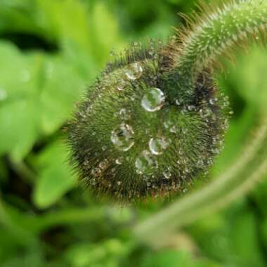 Papaver