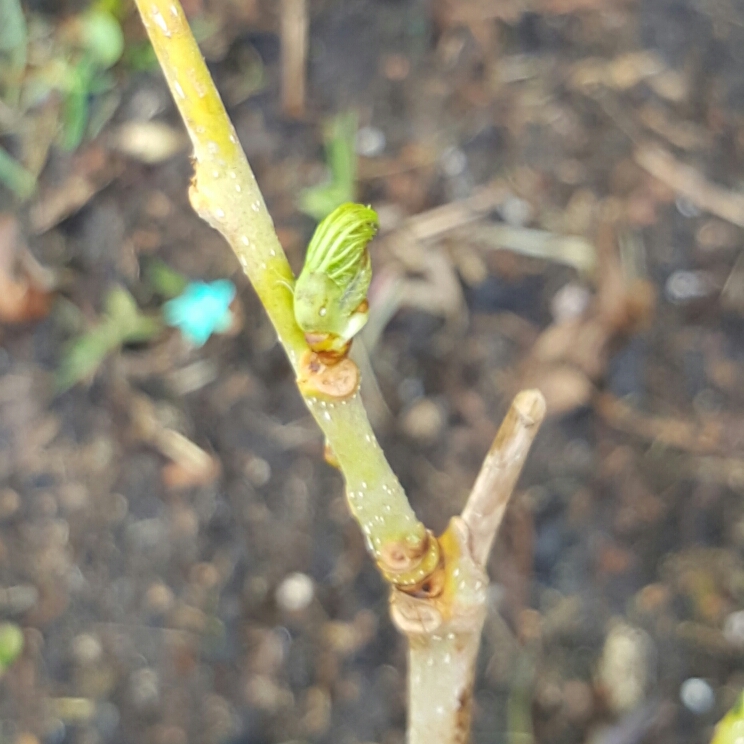 plant image 276541