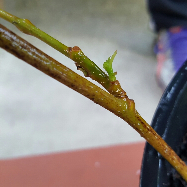 plant image 281123