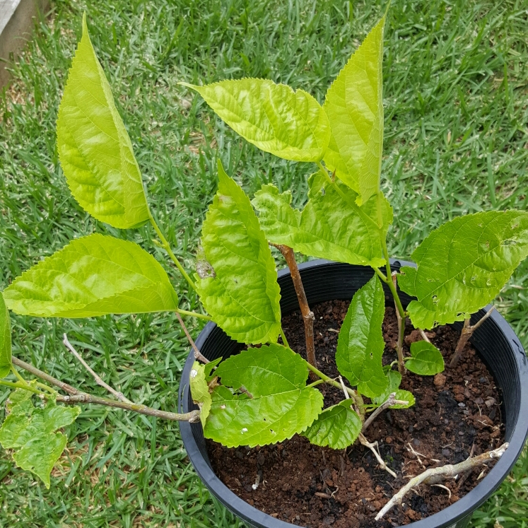 plant image 303891
