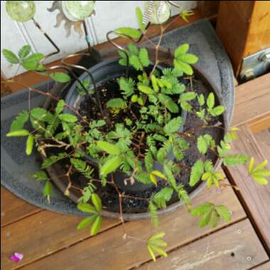 Mimosa pudica