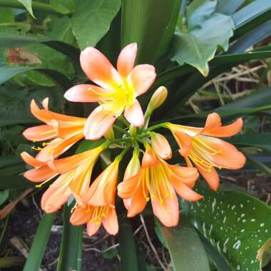Clivia