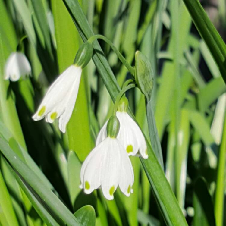 Plant image Leucojum aestivum 'Gravetye Giant'