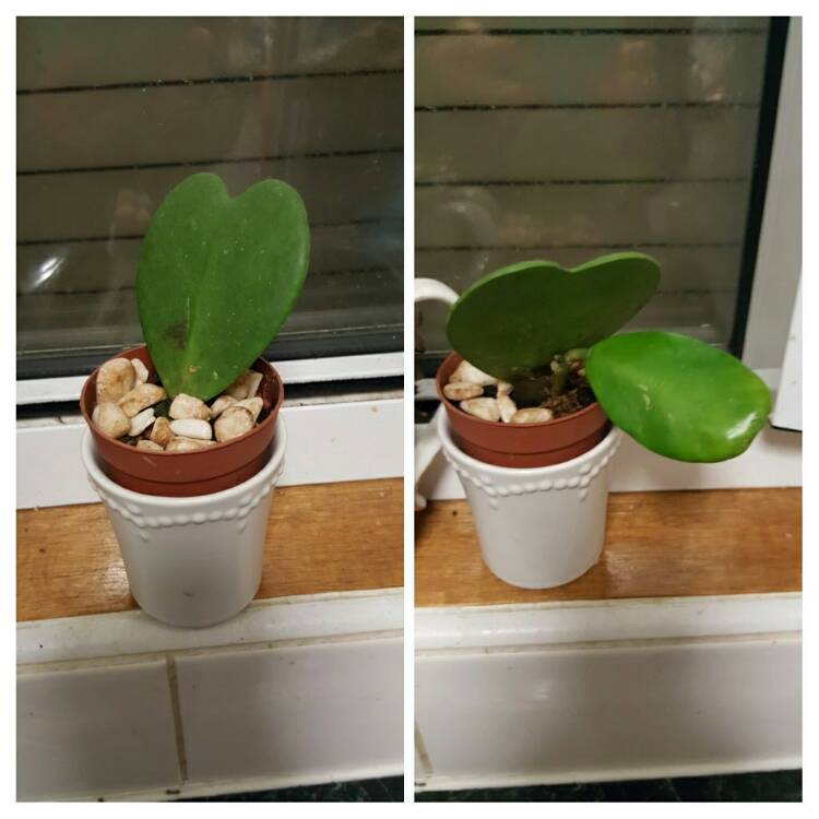 Plant image Hoya kerrii