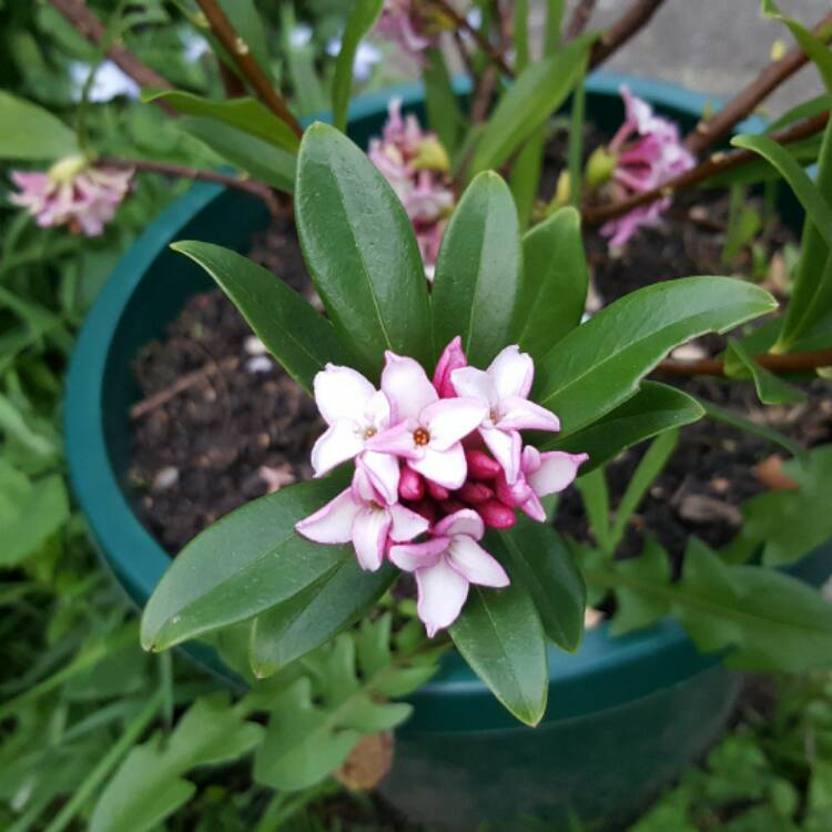 Plant image Daphne odora x bholua 'Perfume Princess'