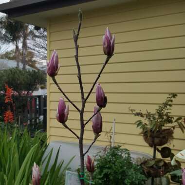 Magnolia x soulangeana