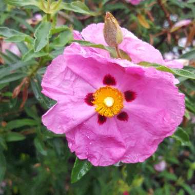 Cistus x purpureus 'Betty Taudevin'