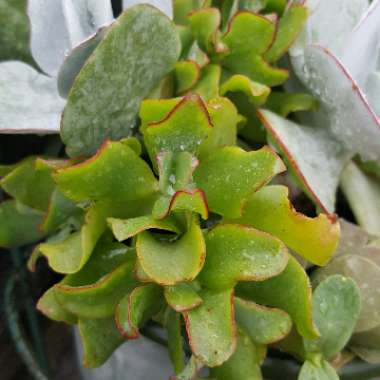 Crassula 'Bluebird'