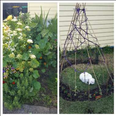Dianne 's garden