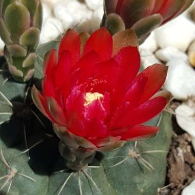 Gymnocalycium baldianum