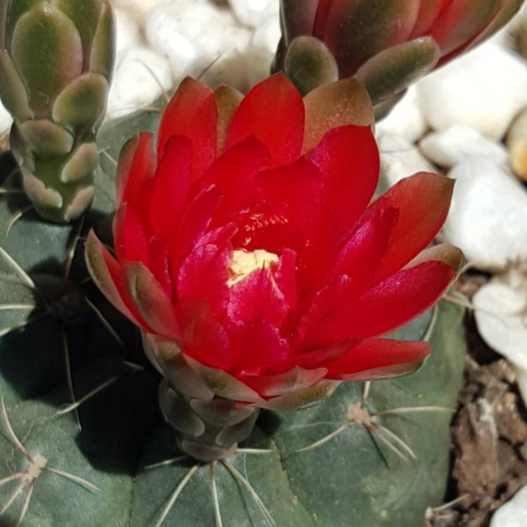 plant image 577515