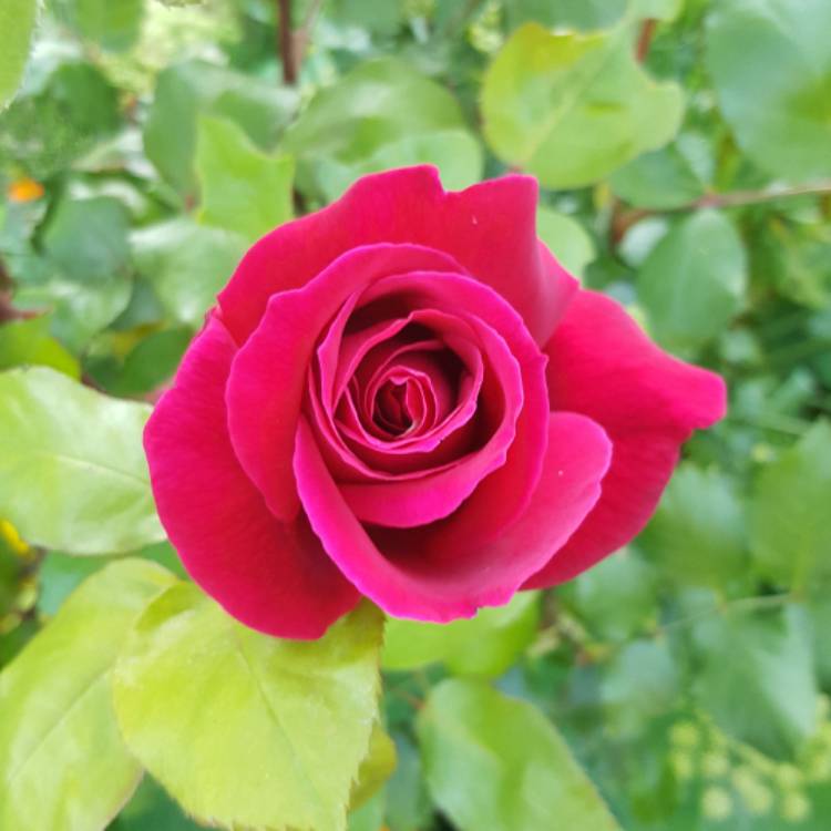 Plant image Rosa 'Mister Lincoln'