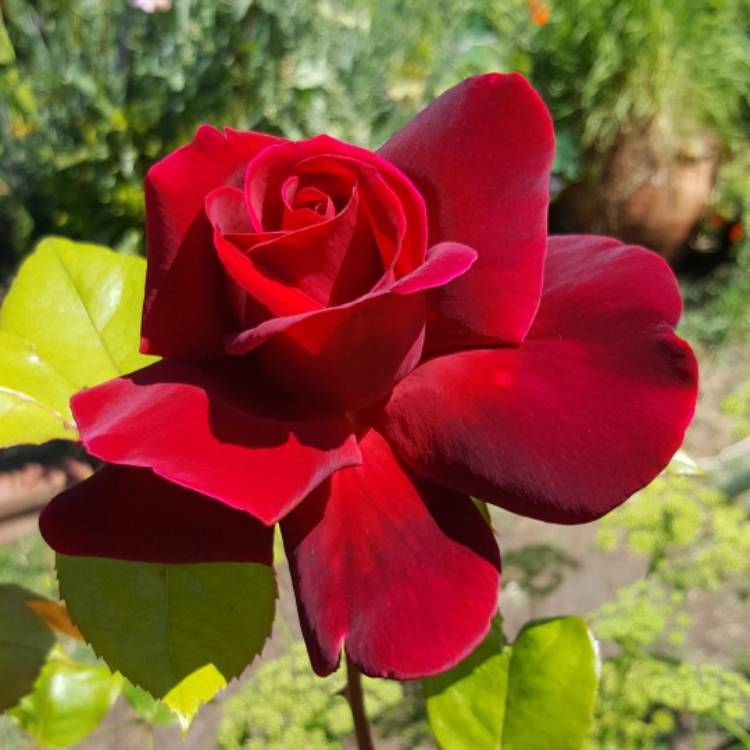 Plant image Rosa 'Mister Lincoln'