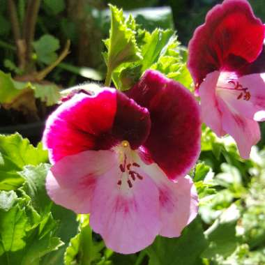 Geranium