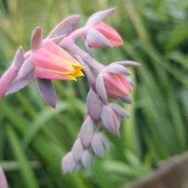 Dianne 's garden