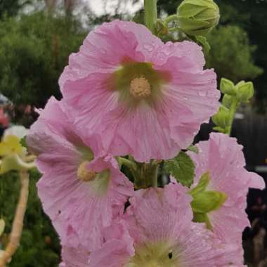 Hollyhock
