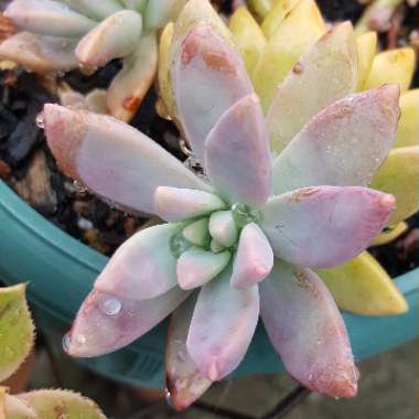 Dianne 's garden