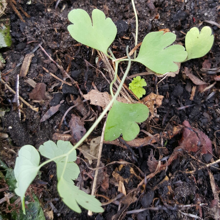 plant image 73391