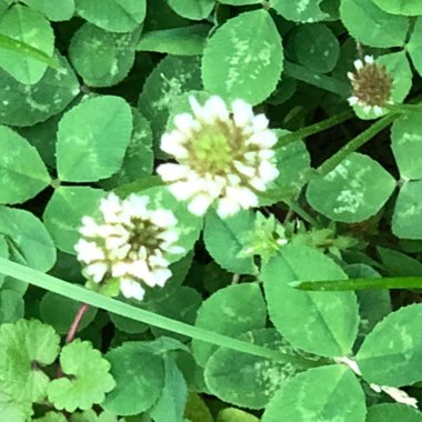 White Clover