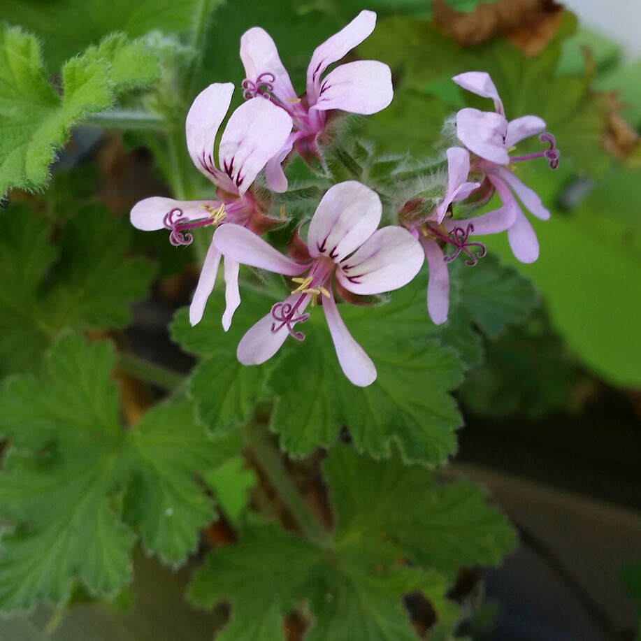 plant image 27428