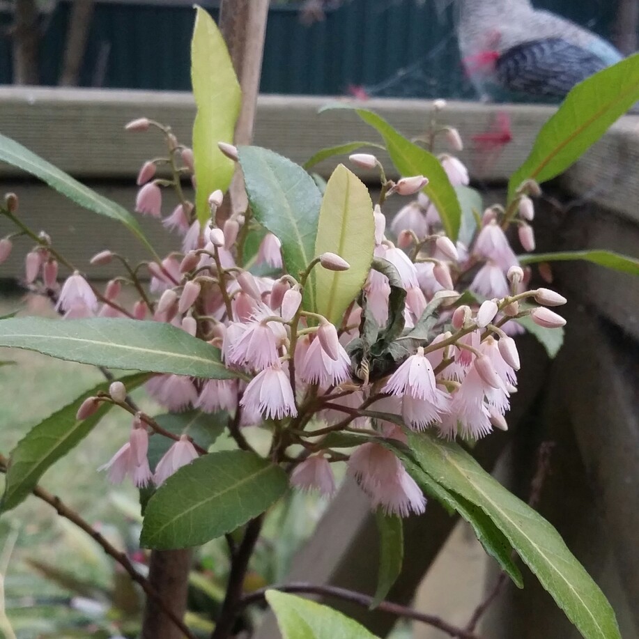 plant image 276587