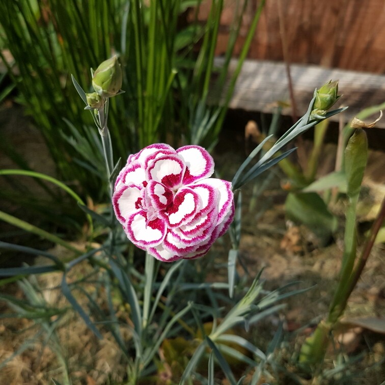 Plant image Dianthus plumarius 'Gran's Favourite'